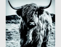 Bild Highland Rind Schwarz, Weiß