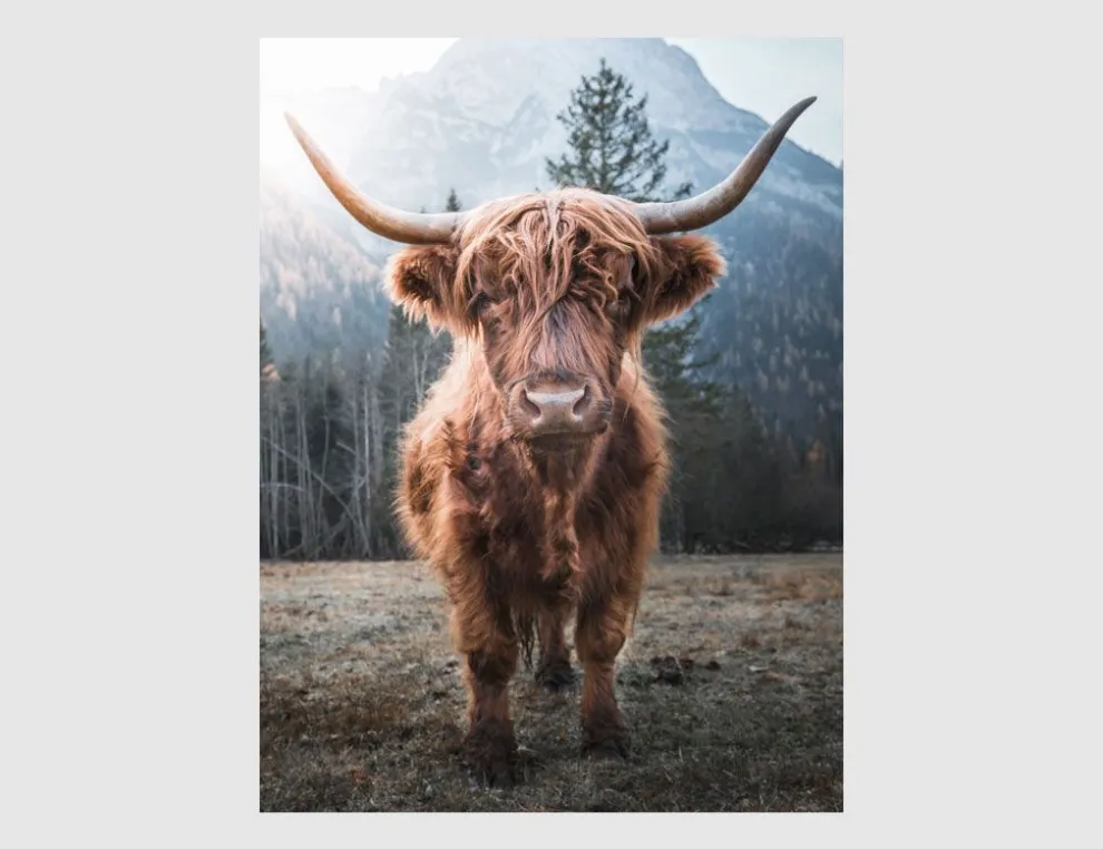 Bild Hochlandrind