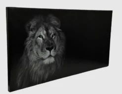 Bild Löwe
