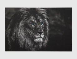 Bild Löwe Blaue Augen I