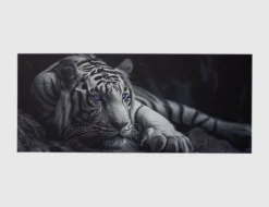 Bild Majestätischer Weißer Tiger