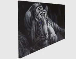 Bild Majestätischer Weißer Tiger