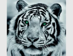 Bild Tiger Schwarz Weiß mit grünen Augen