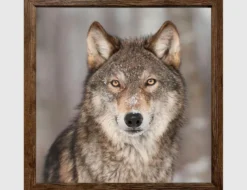 Bild Wolf in winterlicher Landschaft