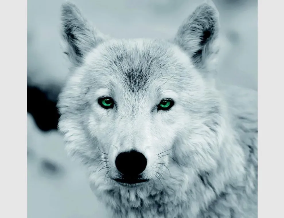 Bild Wolf Schwarz Weiß mit grünen Augen
