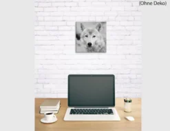 Bild Wolf Schwarz Weiß mit grünen Augen