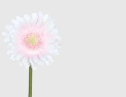 Einzelblume Gerbera Rosa