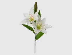 Einzelblume Lilie Weiß