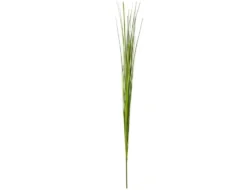 Einzelrispe Isolepsis grün