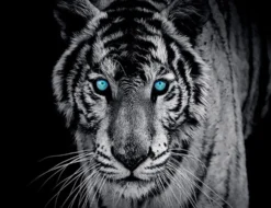 Fototapete TIGER