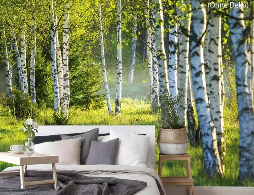 Fototapete Vlies Birkenwald