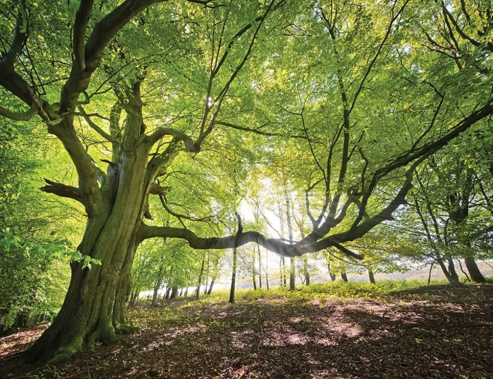 Fototapete WALDBLICK