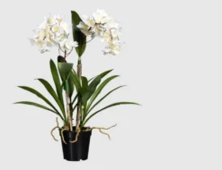 Orchidee Dendrobie getopft Weiß