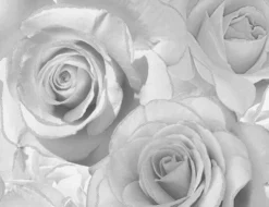 Papiertapeten Rosen grau